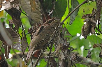 ceylon frogmouth